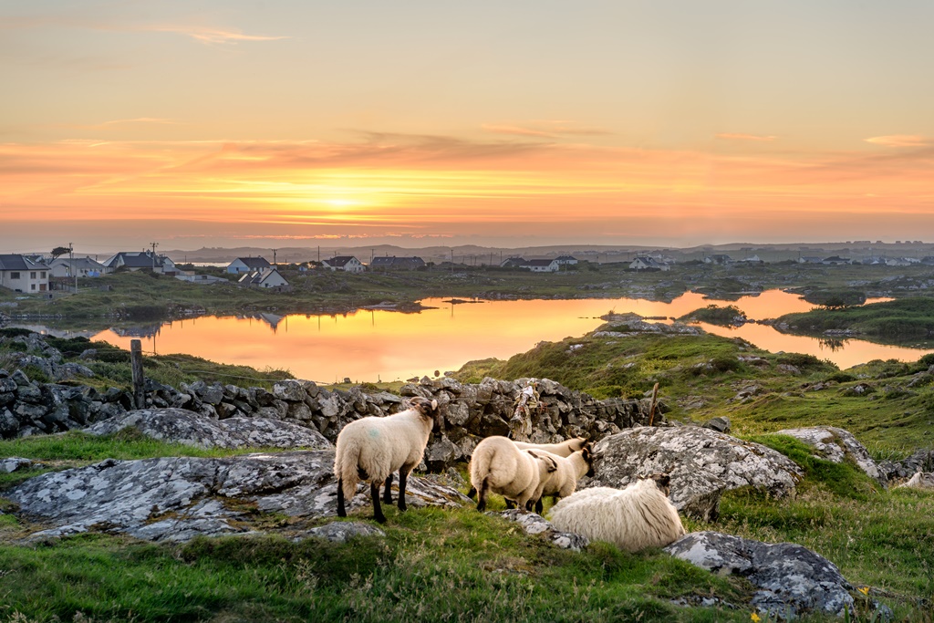 Pecore vicino a Clifden, Roundstone e Connemara