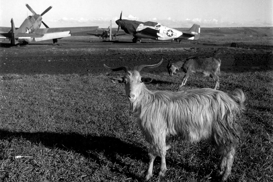 332nd Fighter Group "Red Tails" share their muddy airfield with the locals at Italy's Ramitelli Airfield. (Toni Frissell/Library of Congress) 