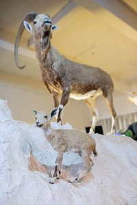 bible-animals-juvenile-ibex