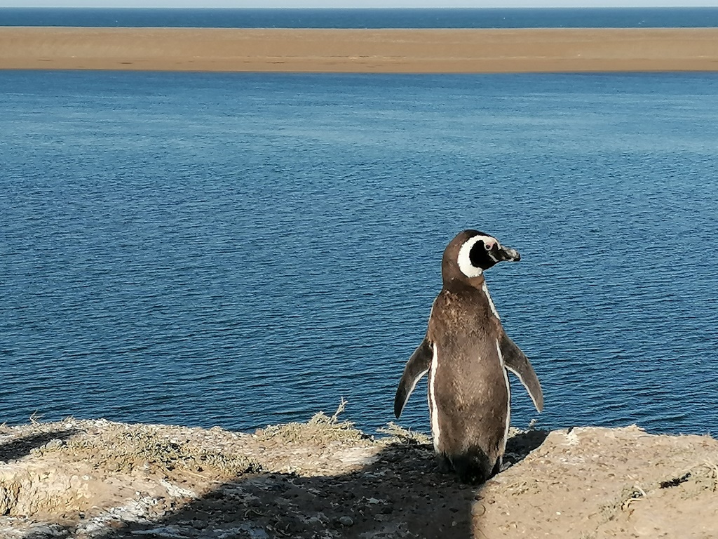 Un pinguino nella penisola di Valdes
